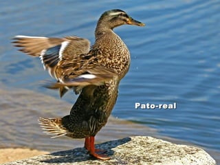 Pato-realPato-real
 