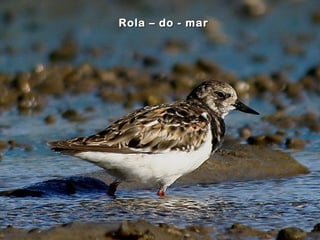 Rola – do - marRola – do - mar
 