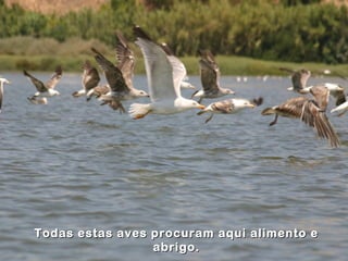 Todas estas aves procuram aqui alimento eTodas estas aves procuram aqui alimento e
abrigo.abrigo.
 