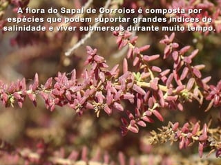 A flora do Sapal de Corroios é composta porA flora do Sapal de Corroios é composta por
espécies que podem suportar grandes índices deespécies que podem suportar grandes índices de
salinidade e viver submersos durante muito tempo.salinidade e viver submersos durante muito tempo.
 