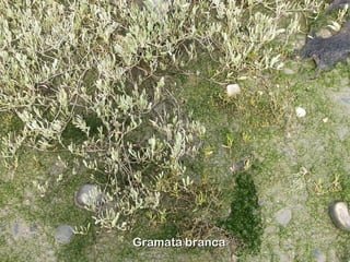 Gramata brancaGramata branca
 
