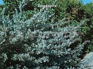 SalgadeiraSalgadeira
 