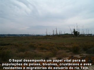 OO Sapal desempenha um papel vital para asSapal desempenha um papel vital para as
populações de peixes, bivalves, crustáceos e avespopulações de peixes, bivalves, crustáceos e aves
residentes e migratórias do estuário do rio Tejo.residentes e migratórias do estuário do rio Tejo.
 