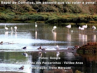 Sapal de Corroios, um passeio que vai valer a pena!Sapal de Corroios, um passeio que vai valer a pena!
Fotos: GoogleFotos: Google
Música:Fado dos Passarinhos - Verdes AnosMúsica:Fado dos Passarinhos - Verdes Anos
Formatação: Irene MarquesFormatação: Irene Marques
 