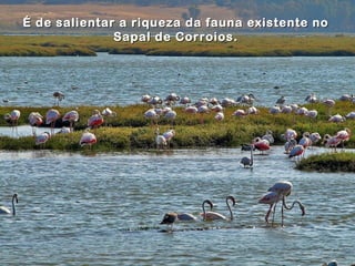 É de salientar a riqueza da fauna existente noÉ de salientar a riqueza da fauna existente no
Sapal de Corroios.Sapal de Corroios.
 