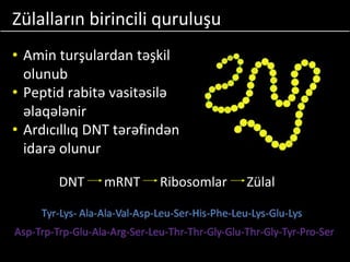 Zülalların birincili quruluşu
• Amin turşulardan təşkil
olunub
• Peptid rabitə vasitəsilə
əlaqələnir
• Ardıcıllıq DNT tərəfindən
idarə olunur
DNT mRNT Ribosomlar Zülal
 