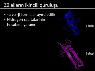 Zülalların ikincili quruluşu
• -α və -β formalar ayırd edilir
• Hidrogen rabitələrinin
hesabına yaranır
 