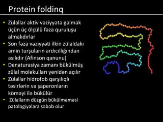 Protein foldinq
• Zülallar aktiv vəziyyətə gəlmək
üçün üç ölçülü fəza quruluşu
almalıdırlar
• Son fəza vəziyyəti ilkin zülaldakı
amin turşuların ardıcıllığından
asılıdır (Afinson qanunu)
• Denaturasiya zamanı bükülmüş
zülal molekulları yenidən açılır
• Zülallar hidrofob qarşılıqlı
təsirlərin və şaperonların
köməyi ilə bükülür
• Zülalların düzgün bükülməməsi
patologiyalara səbəb olur
 