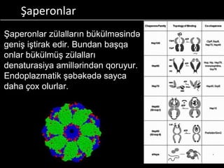 Şaperonlar
Şaperonlar zülalların bükülməsində
geniş iştirak edir. Bundan başqa
onlar bükülmüş zülalları
denaturasiya amillərindən qoruyur.
Endoplazmatik şəbəkədə sayca
daha çox olurlar.
 