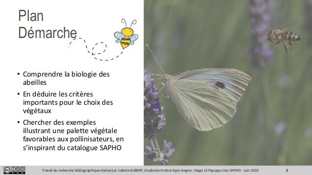 SAPHO_des_plantes_pour_les_abeilles_web.pptx