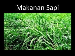 Makanan	
  Sapi	
  
 