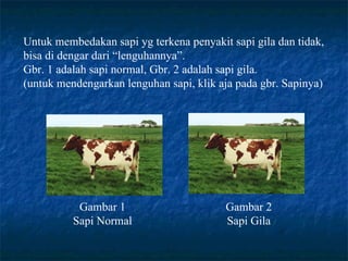 Untuk membedakan sapi yg terkena penyakit sapi gila dan tidak,
bisa di dengar dari “lenguhannya”.
Gbr. 1 adalah sapi normal, Gbr. 2 adalah sapi gila.
(untuk mendengarkan lenguhan sapi, klik aja pada gbr. Sapinya)




           Gambar 1                      Gambar 2
          Sapi Normal                    Sapi Gila
 