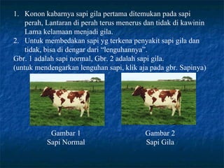 Konon kabarnya sapi gila pertama ditemukan pada sapi perah, Lantaran di perah terus menerus dan tidak di kawinin Lama kelamaan menjadi gila. Untuk membedakan sapi yg terkena penyakit sapi gila dan tidak, bisa di dengar dari “lenguhannya”. Gbr. 1 adalah sapi normal, Gbr. 2 adalah sapi gila. (untuk mendengarkan lenguhan sapi, klik aja pada gbr. Sapinya) Gambar 1 Sapi Normal Gambar 2 Sapi Gila
