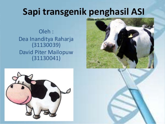 Sapi Herman Transgenik