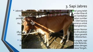 Sapi Indonesia & Sapi Zebu India JAY | PPTX