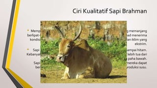 Ciri Kualitatif Sapi Brahman

• Mempunyai punuk besar, tanduk, telinga besar dan gelambir yang memanjang
berlipat-lipat dari kepala ke dada. Sapi Brahman selama berabad-abad menerima
 kondisi kekurangan pakan, serangan serangga, parasit, penyakit dan iklim yang
                                                                       ekstrim.
•  Sapi Brahman warnanya bervariasi, dari abu-abu muda, merah sampai hitam.
Kebanyakan berwarna abu muda dan abu tua. Sapi jantan warnanya lebih tua dari
         betina dan memeliki warna gelap didaerah leher, bahu dan paha bawah.
    Sapi Brahman dapat beradaptasi dengan baik terhadap panas, mereka dapat
     bertahan dari suhu 8-105 F, tanpa ganguan selera makan dan produksi susu.
 