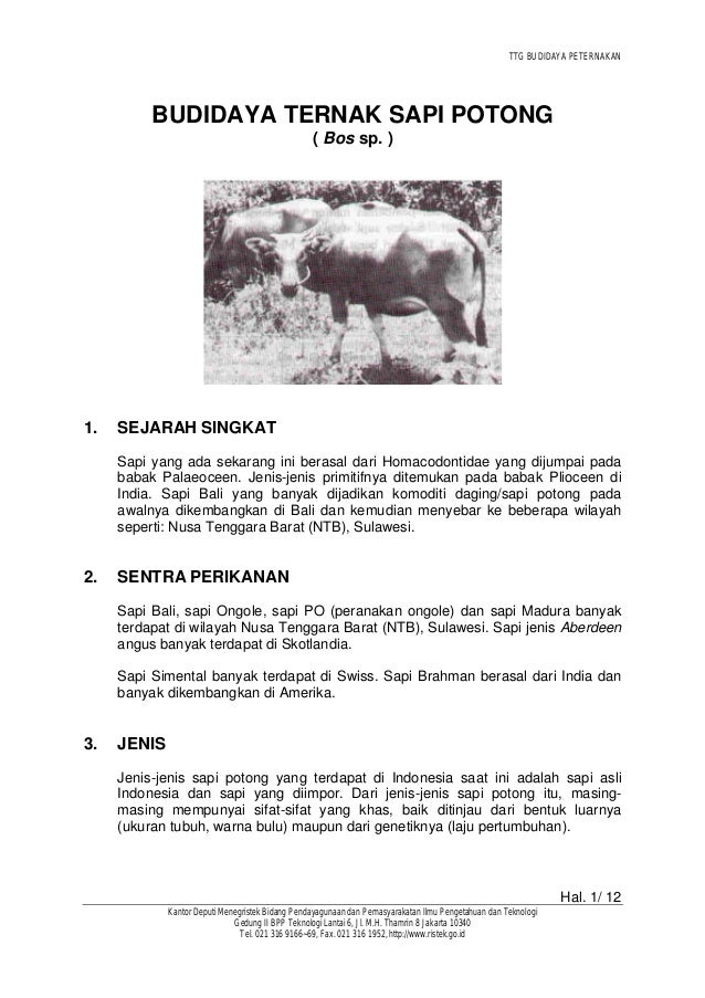 Sapi Potong