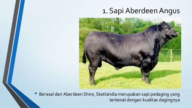 Sapi Zebu non India & Sapi inggris