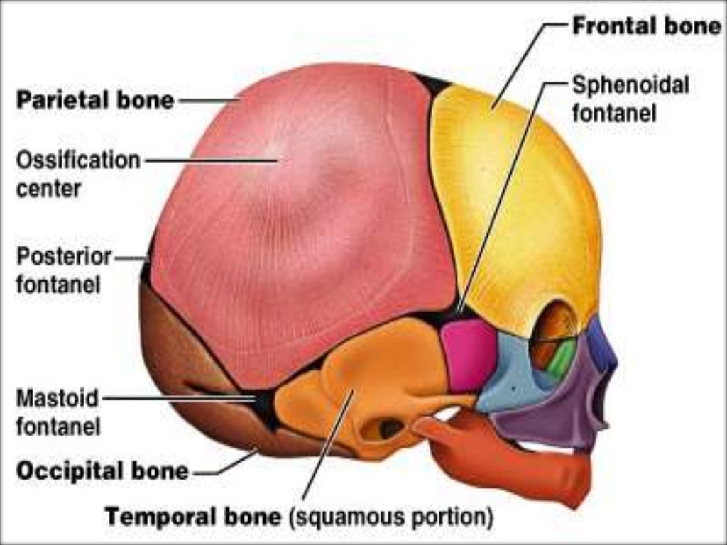 Osteology Of Facial Bones