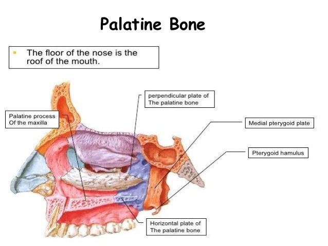 osteology of facial bones palatine bone