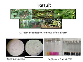 Isolation and characterization of bacteria from fruits and vegetables ...