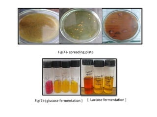 Isolation and characterization of bacteria from fruits and vegetables ...