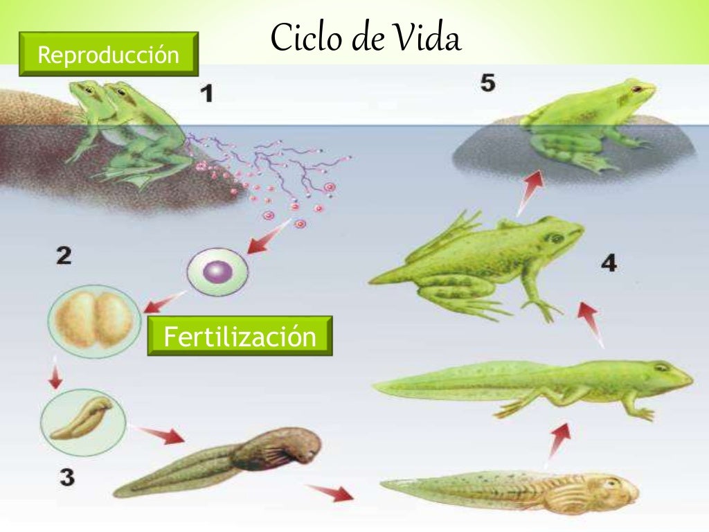 Desarrollo embrionario de las ranas