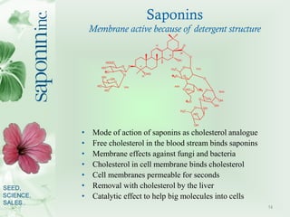 Saponins
    Membrane active because of detergent structure
                                         12                   ...