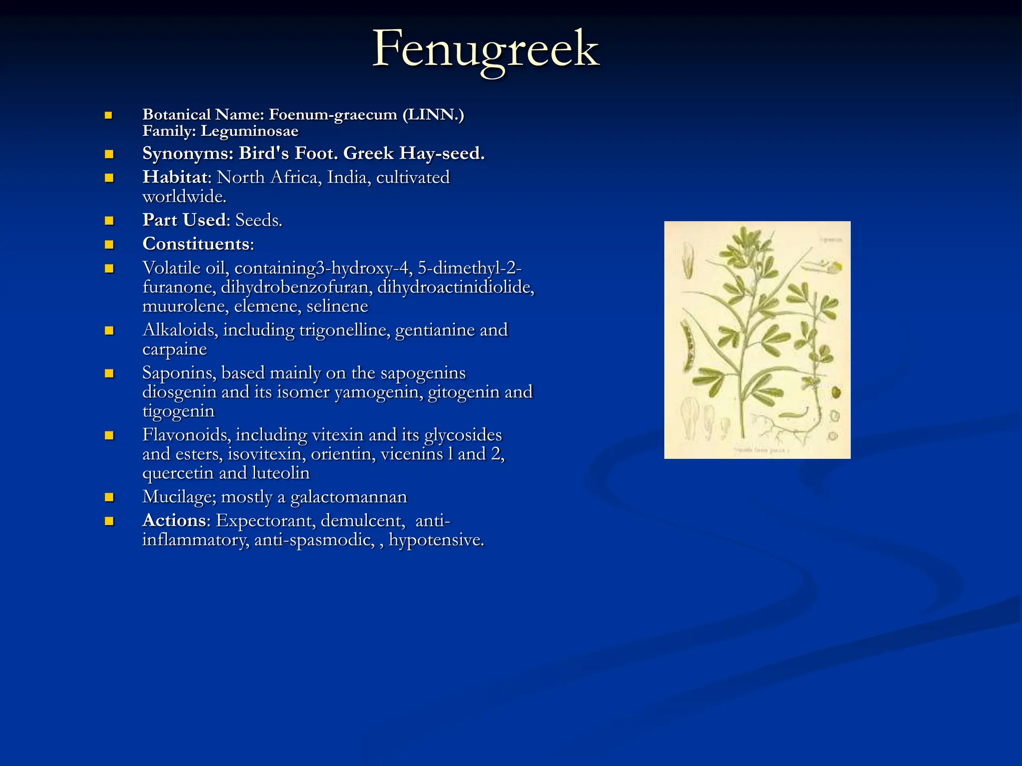Fenugreek
 Botanical Name: Foenum-graecum (LINN.)
Family: Leguminosae
 Synonyms: Bird's Foot. Greek Hay-seed.
 Habitat: North Africa, India, cultivated
worldwide.
 Part Used: Seeds.
 Constituents:
 Volatile oil, containing3-hydroxy-4, 5-dimethyl-2-
furanone, dihydrobenzofuran, dihydroactinidiolide,
muurolene, elemene, selinene
 Alkaloids, including trigonelline, gentianine and
carpaine
 Saponins, based mainly on the sapogenins
diosgenin and its isomer yamogenin, gitogenin and
tigogenin
 Flavonoids, including vitexin and its glycosides
and esters, isovitexin, orientin, vicenins l and 2,
quercetin and luteolin
 Mucilage; mostly a galactomannan
 Actions: Expectorant, demulcent, anti-
inflammatory, anti-spasmodic, , hypotensive.
 