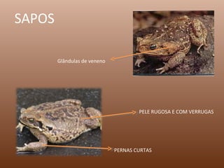 Glândulas de veneno PELE RUGOSA E COM VERRUGAS SAPOS PERNAS CURTAS 