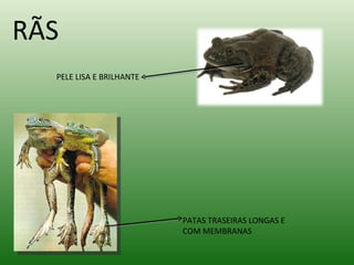 PATAS TRASEIRAS LONGAS E COM MEMBRANAS RÃS PELE LISA E BRILHANTE 