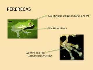 PERERECAS SÃO MENORES DO QUE OS SAPOS E AS RÃS TEM PERNAS FINAS A PONTA DO DEDO TEM UM TIPO DE VENTOSA 