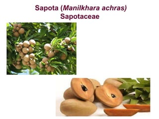 Sapota (Manilkhara achras)
Sapotaceae
 