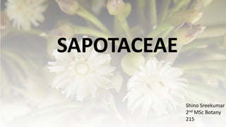 SAPOTACEAE
Shino Sreekumar
2nd MSc Botany
215
 