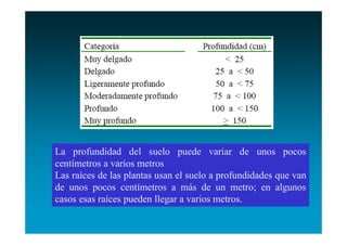 La profundidad del suelo puede variar de unos pocos
centímetros a varios metros
Las raíces de las plantas usan el suelo a profundidades que van
de unos pocos centímetros a más de un metro; en algunos
casos esas raíces pueden llegar a varios metros.
 