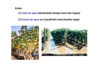 Evitar:
  (1) Falta de agua (demasiado tiempo entre dos riegos)

  (2) Exceso de agua en el perfil del suelo (mucho riego)
 