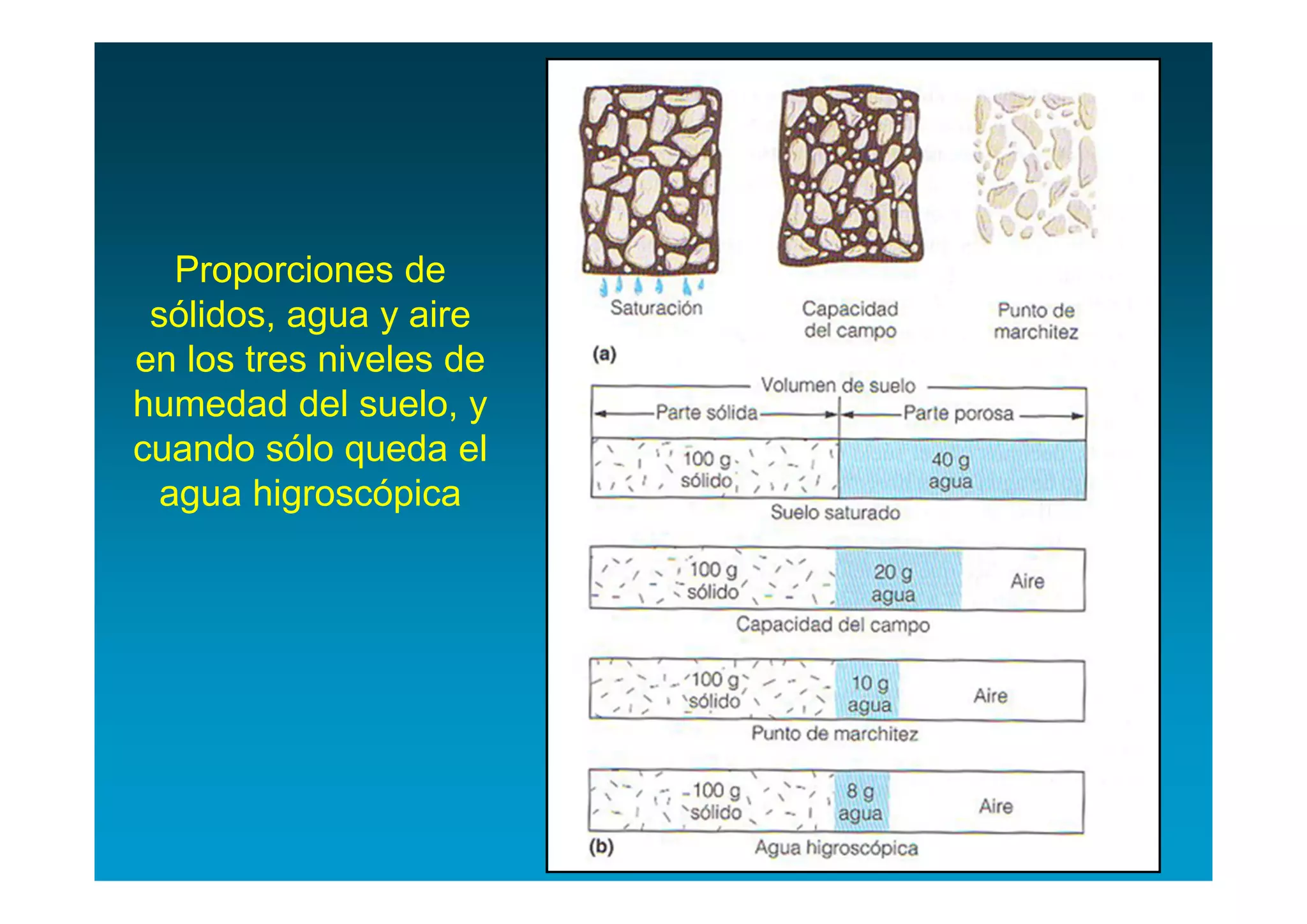Proporciones de
 sólidos, agua y aire
en los tres niveles de
humedad del suelo, y
cuando sólo queda el
  agua higroscópica
 