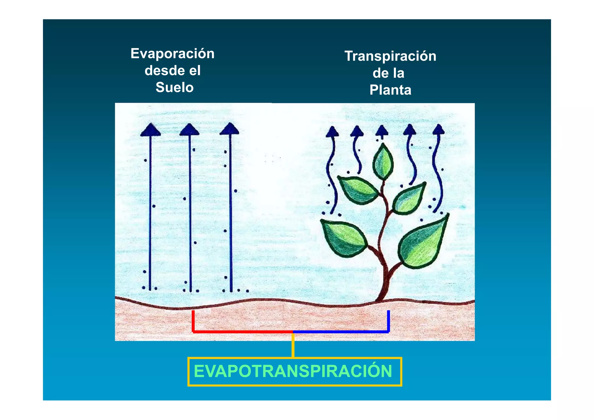 Evaporación          Transpiración
  desde el               de la
   Suelo                Planta




        EVAPOTRANSPIRACIÓN
 