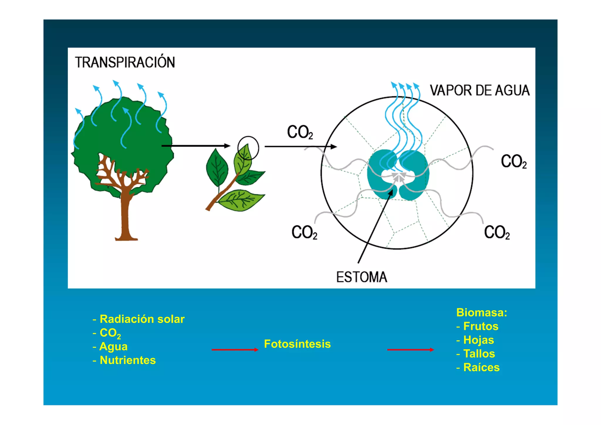 Biomasa:
- Radiación solar
                                   - Frutos
- CO2
                    Fotosíntesis   - Hojas
- Agua
                                   - Tallos
- Nutrientes
                                   - Raíces
 