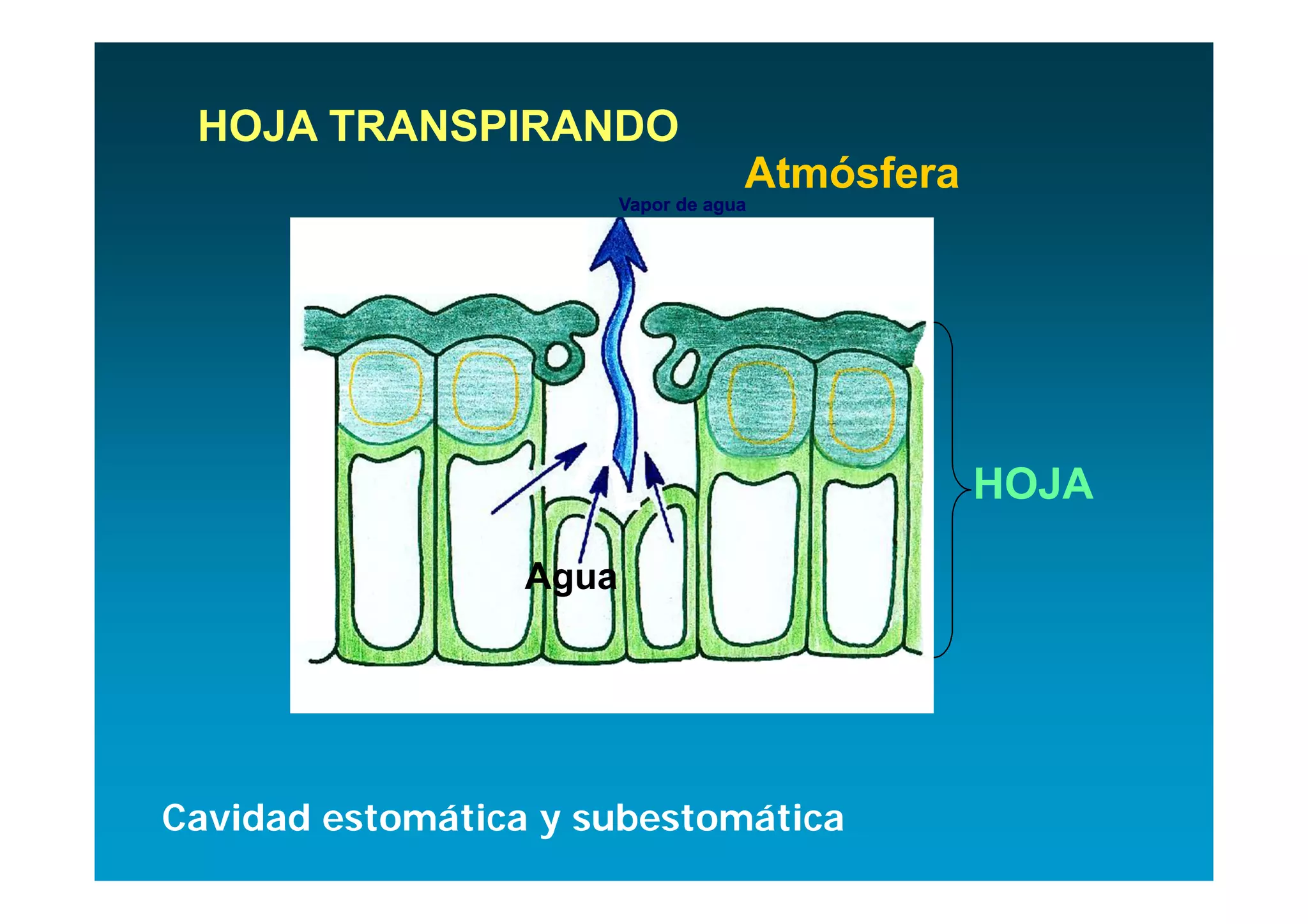HOJA TRANSPIRANDO
                                     Atmósfera
                         Vapor de agua




                                                 HOJA

                  Agua




Cavidad estomática y subestomática
 
