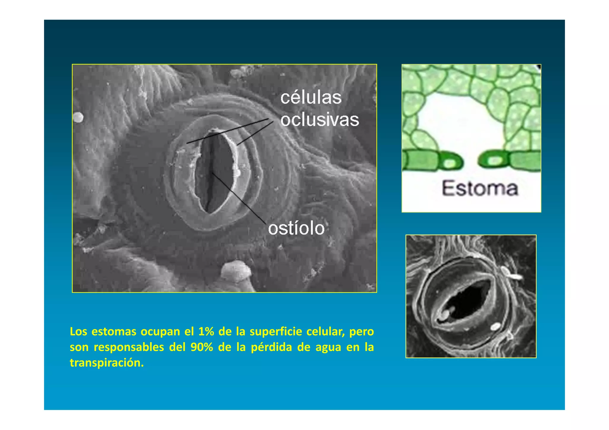 Los estomas ocupan el 1% de la superficie celular, pero
son responsables del 90% de la pérdida de agua en la
transpiración.
 