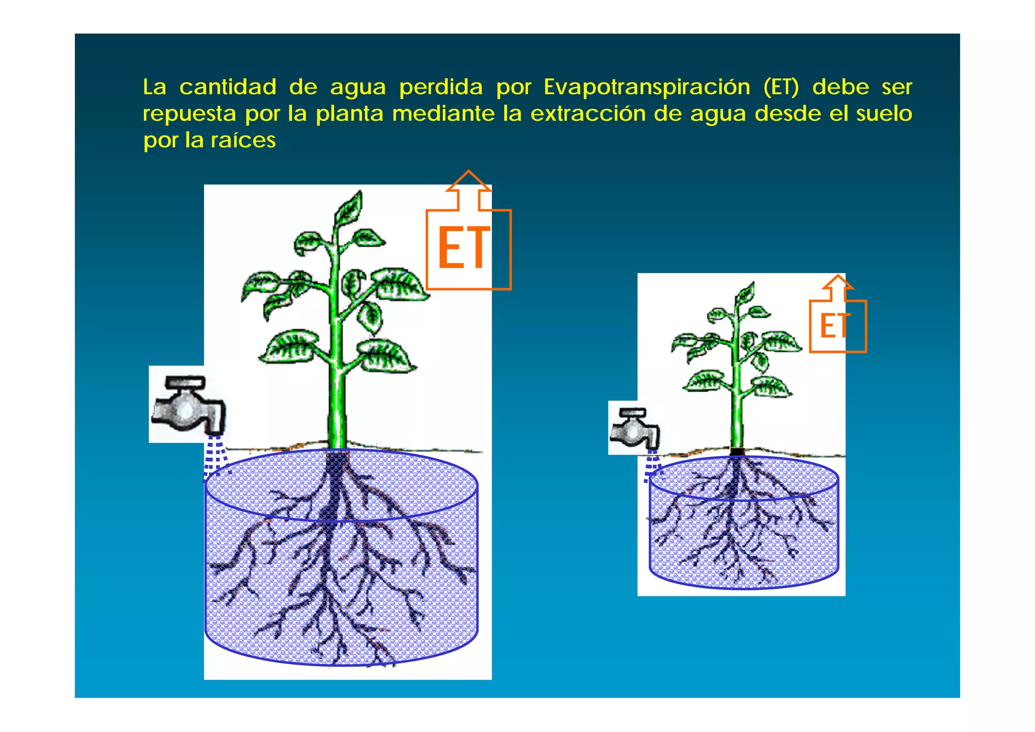 La cantidad de agua perdida por Evapotranspiración (ET) debe ser
repuesta por la planta mediante la extracción de agua desde el suelo
por la raíces




                         ET
                                                           ET
 