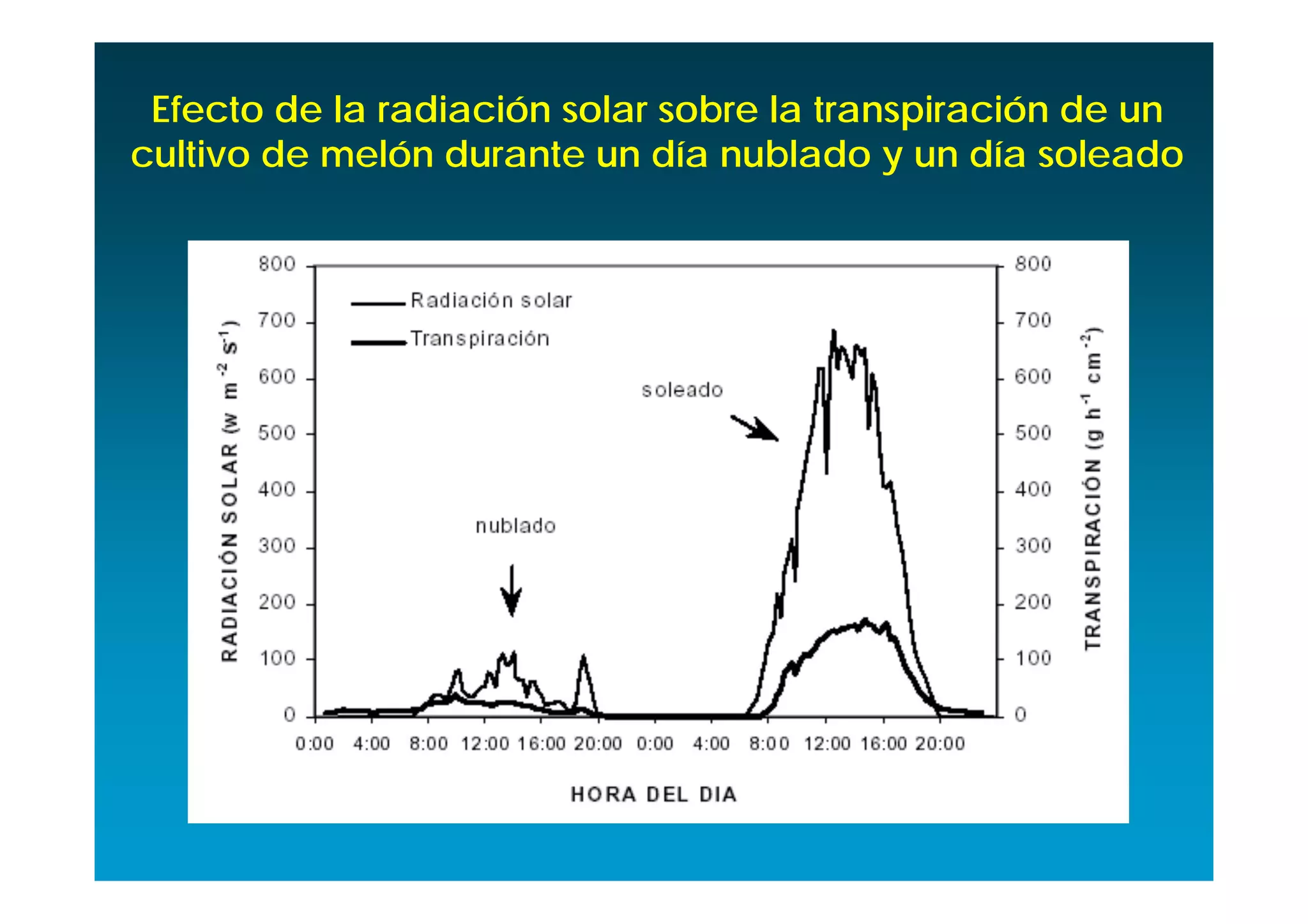 Efecto de la radiación solar sobre la transpiración de un
cultivo de melón durante un día nublado y un día soleado
 