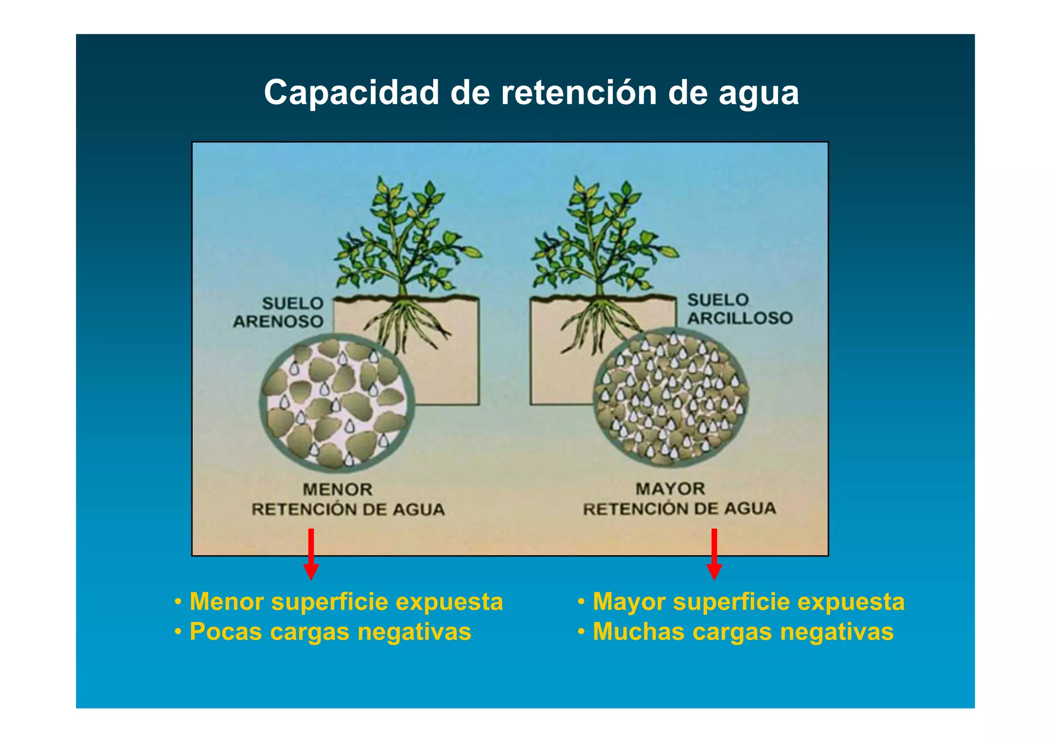 Capacidad de retención de agua




• Menor superficie expuesta   • Mayor superficie expuesta
• Pocas cargas negativas      • Muchas cargas negativas
 