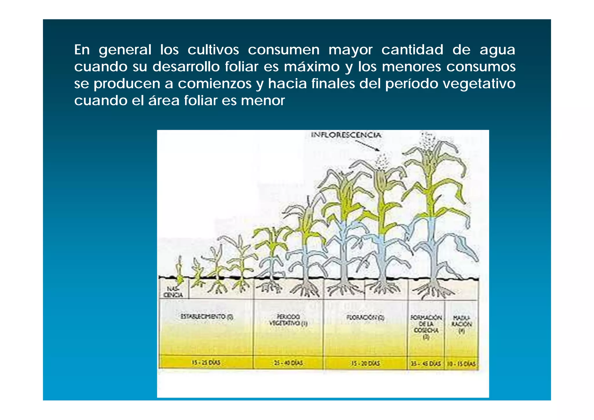 En general los cultivos consumen mayor cantidad de agua
cuando su desarrollo foliar es máximo y los menores consumos
se producen a comienzos y hacia finales del período vegetativo
cuando el área foliar es menor
 