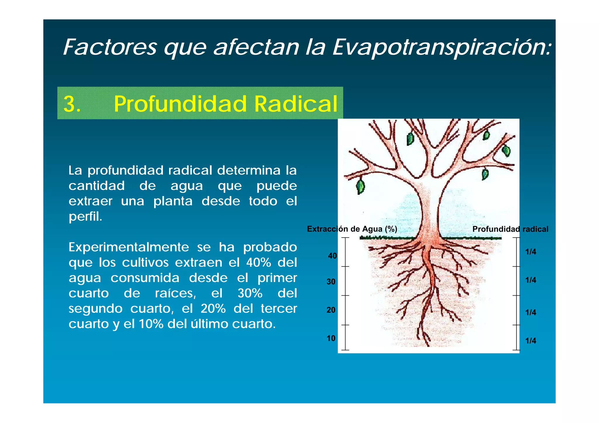 Factores que afectan la Evapotranspiración:

3.    Profundidad Radical

La profundidad radical determina la
cantidad de agua que puede
extraer una planta desde todo el
perfil.
                                      Extracción de Agua (%)   Profundidad radical

Experimentalmente se ha probado                                             1/4
                                           40
que los cultivos extraen el 40% del
agua consumida desde el primer            30                                1/4
cuarto de raíces, el 30% del
segundo cuarto, el 20% del tercer         20                                1/4
cuarto y el 10% del último cuarto.
                                          10                                1/4
 