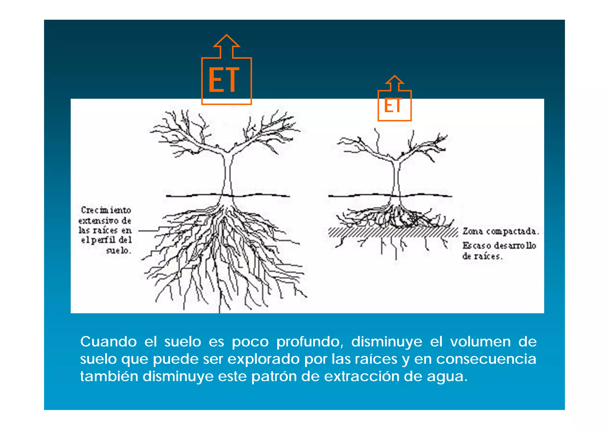 ET
                                         ET




Cuando el suelo es poco profundo, disminuye el volumen de
suelo que puede ser explorado por las raíces y en consecuencia
también disminuye este patrón de extracción de agua.
 