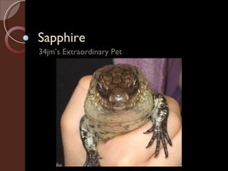 Sapphire 34jm’s Extraordinary Pet 