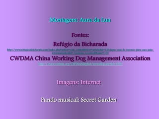 Montagem: Aura da Lua

                                            Fontes:
                                     Refúgio da Bicharada
http://www.refugiodabicharada.com/index.php?option=com_content&view=article&id=153:japao-casa-de-repouso-para-caes-guia-
                                     reformados&catid=1:noticias-recentes&Itemid=103

  CWDMA China Working Dog Management Association
                         http://www.cwdma.org/CWDMAEnglish/newsdisp.asp?id=2529




                                        Imagens: Internet

                           Fundo musical: Secret Garden
 