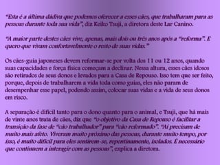 “Esta é a última dádiva que podemos oferecer a esses cães, que trabalharam para as
pessoas durante toda sua vida”, diz Keiko Tsuji, a diretora deste Lar Canino.

“A maior parte destes cães vive, apenas, mais dois ou três anos após a “reforma”. E
quero que vivam confortavelmente o resto de suas vidas.”

Os cães-guia japoneses devem reformar-se por volta dos 11 ou 12 anos, quando
suas capacidades e força física começam a declinar. Nessa altura, esses cães idosos
são retirados de seus donos e levados para a Casa de Repouso. Isso tem que ser feito,
porque, depois de trabalharem a vida toda como guias, eles não param de
desempenhar esse papel, podendo assim, colocar suas vidas e a vida de seus donos
em risco.

A separação é difícil tanto para o dono quanto para o animal, e Tsuji, que há mais
de vinte anos trata de cães, diz que “o objetivo da Casa de Repouso é facilitar a
transição da fase de “cão trabalhador” para “cão reformado”. “Aí precisam de
muito mais afeto. Viveram muito próximo das pessoas, durante muito tempo, por
isso, é muito difícil para eles sentirem-se, repentinamente, isolados. É necessário
que continuem a interagir com as pessoas”, explica a diretora.
 